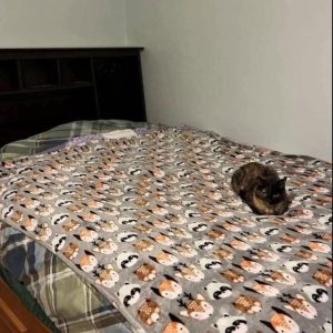 Can You Spot the Two Cats? A Brain-Teasing Visual Puzzle Explained Can You Spot the Two Cats? A Brain-Teasing Visual Puzzle Explained