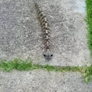 The Mystical Gaboon Viper, Master Of Disguise And Deadly Accuracy The Mystical Gaboon Viper, Master Of Disguise And Deadly Accuracy