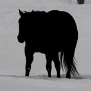 Which Way Is the Horse Moving? Optical Illusion Sparks Online Debate