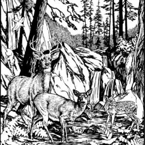 Can You Find the Hidden Dog in This Picture? A Classic Optical Illusion That Challenges Your Eyes Can You Find the Hidden Dog in This Picture? A Classic Optical Illusion That Challenges Your Eyes