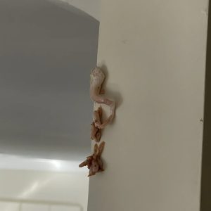 Crunchy Pink Surprise on the Wall: What Your Home Might Be Hiding Crunchy Pink Surprise on the Wall: What Your Home Might Be Hiding