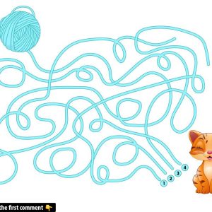 Maze Masters Wanted: Trace the True Connection!