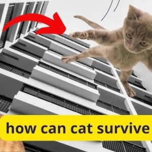 Why Do Cats Survive High Falls Better Than Humans Why Do Cats Survive High Falls Better Than Humans
