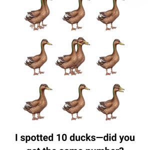 How Many Ducks Can You Count in the Following Picture? If You Count 10, You’re Not Alone. But You’re Wrong