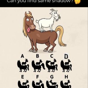 Can You Spot the Real Shadow? This Mind-Bending Puzzle Might Fool You