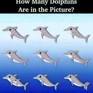 Think You Can Count All the Dolphins? Take a Closer Look—It’s Not as Easy as It Seems!
