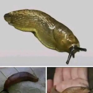 Did you know that when a SLUG visits your house it means that you have… Did you know that when a SLUG visits your house it means that you have…