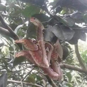When I first saw this, I was sure it was a snake and I was startled to the core! But when I took a closer look