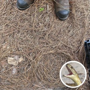 Only People With Sniper Vision Can Spot The Hidden Snake In This Photo