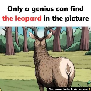 Find the leopard in the picture
